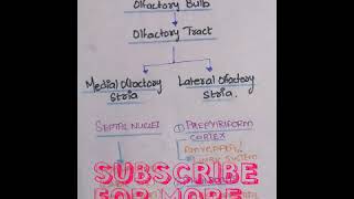 OLFACTORY PATHWAY  SENSE OF SMELL PHYSIOLOGY MEDIAN AND LATERAL OLFACTORY STRIA  Notes [upl. by Grania24]