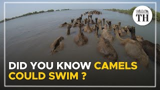 Did you know these Indian camels could swim  The Hindu [upl. by Dode849]