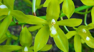 Grammatophyllum scriptum var citrinum Hihimanu orchid care [upl. by Zita]