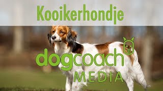 Hunderasse Lexikon  Kooikerhondje [upl. by Aletha788]