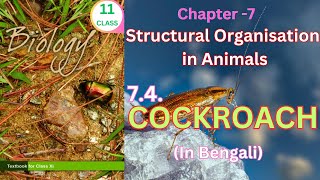 Class 11 Cockroachtheory from ncertbiology for neet nurshing Harunbiozone [upl. by Kcirrag]