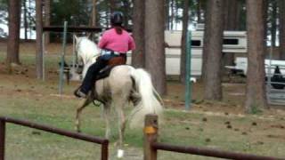 Beautiful dappled palomino speed racking Tennessee Walking Horse gelding for sale SOLD [upl. by Alemat127]