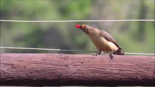 Redbilled Oxpecker calling [upl. by Hardy]