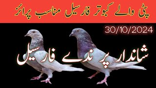 Patti wale kabutar for sale  Nadeem pigeon TV  WhatsApp 03006922452 [upl. by Hsiekal]