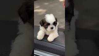 Cute puppy 🥰pappy doglover [upl. by Ginzburg40]