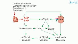 atrial natriuretic peptide [upl. by Aurita]