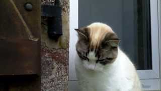 Chat trop mignon qui miaule [upl. by Moyers]