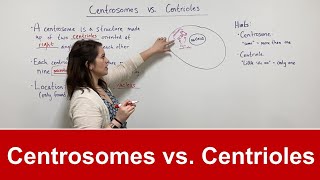 Centrosomes vs Centrioles [upl. by Derfliw]