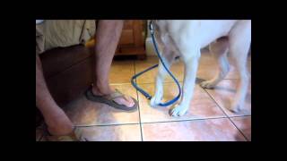 How to Give a Dog a Pedicure peticure elite clipping and filing dog nails [upl. by Demha734]