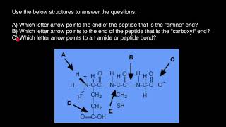 Polypeptide structure [upl. by Teria]