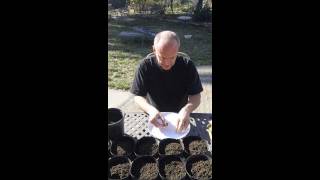 How To Plant Iris Seeds [upl. by Helsell304]