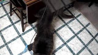 Maine Coons Quivering tail when excited [upl. by Mide592]