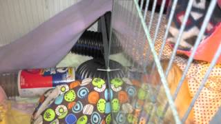 Escape Proofing my Ferret Nation Cage and Play Pen set up [upl. by Yrrum]