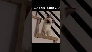 아기고양이 복층 내려오는 영상❤️아기고양이 복층고양이 복층 고양이 귀여운고양이 귀여운영상 [upl. by Nunes]