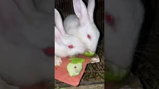 Cutest Rabbits Fighting for Guava FRUITS 🍊cute bunny rabbit animals shorts [upl. by Schwinn193]