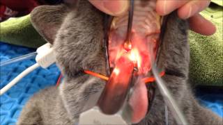 Feline Nasopharyngeal Stenosis Dilation [upl. by Haggerty]