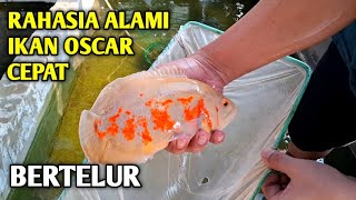 Ciri ciri Ikan Oscar mau Bertelur  Fix pertanda berjodoh jantan betina [upl. by Setsero579]