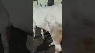 Ongole Bachi Cow for sale jannagar road [upl. by Hackathorn]