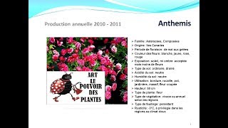 Tuto jardin Anthemis fiche technique plante annuelle [upl. by Refinnaj]