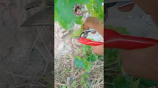 How to grow a grape vine with cutting tricks Angoor ki qalam barhanay ka treeqa  grapevine [upl. by Elockcin]