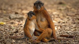 Temmincks red colobus A short documentary [upl. by Auqinimod]