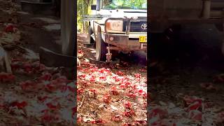 🦀 Crab Plow Truck Navigates Millions of Red Crabs On Christmas Island [upl. by Odawa]