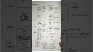 Meiosis cell division in Onion flower bud shorts trending viralshorts meiosis celldivision [upl. by Revorg]