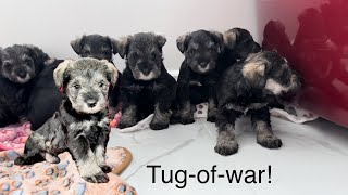 Mini Schnauzer puppies play tugofwar with their blanket  sound on [upl. by Enyale]