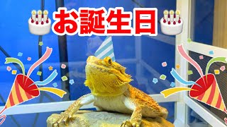 5歳の誕生日にコオロギ食べ放題！【大食い】 [upl. by Kayne]