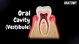 Oral Vestibule Lips Cheeks Teeth Gums  Oral Cavity Anatomy [upl. by Mercie]