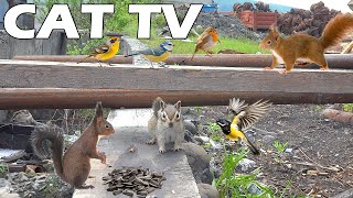 TV FOR PETS 📺 Squirrel And Bird Squabble Over Food On Friday Morning 🐿🦜 Keep Your Cats Entertained [upl. by Nosnehpets336]