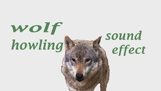 The Animal Sounds How Wolf Howling  Sound Effect  Animation [upl. by Acker]