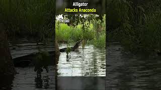 Alligator Attacks Anaconda [upl. by Baynebridge]