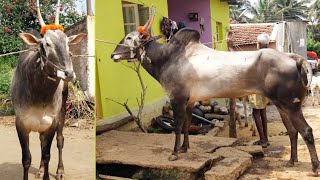 Yadav king👑 Handsome hunk hallikar stud bull at Gollarahatti Magadi [upl. by Nnahoj651]