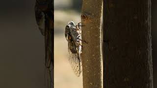 Class Insecta 985421  Insects amp Cicadas Superfamily Cicadoidea  Observed in Description [upl. by Havener]