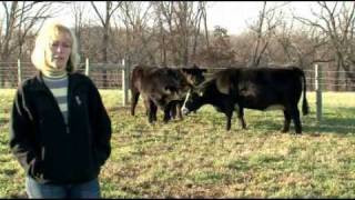 Guyer Cattle Co featured on The American Rancher [upl. by Woodward199]