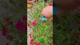 Pruning portulaca flower shortvideo howtogrowportulaca floweringplant gardenflower flowers [upl. by Esiuolyram970]