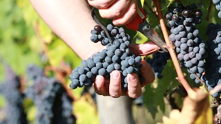 Vendemmia 2016 Brunello di Montalcino [upl. by Noirb]