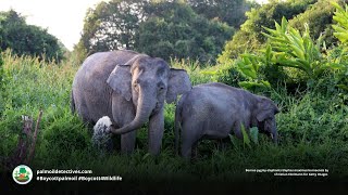 Borneo Pygmy Elephant Endearing Gentle Pachyderm [upl. by Richy907]