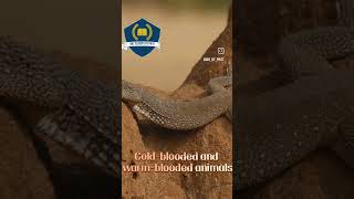 🐸🐍🦎cold blooded and warm blooded animal facts sciencology education animals animalscience [upl. by Alehtse753]