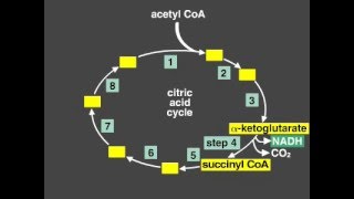 Citric Acid Cycle Explanation Krebs cycle [upl. by Morty749]