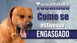 Meu cachorro está tossindo como se estivesse engasgado  O que fazer [upl. by Lewis]