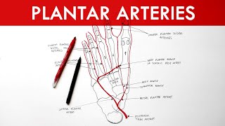 Plantar Arteries  Arterial supply to the foot  Anatomy tutorial [upl. by Ianteen]