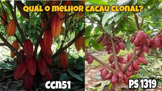 Qual a melhor variedade de Cacau Clonal da Atualidade PS1319 ou CCN51 [upl. by Hahcim]