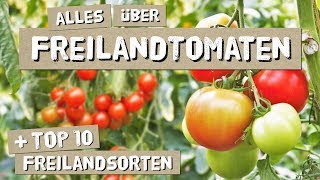 Freilandtomaten  Anbau Tipps Sorten  Tomaten anbauen [upl. by Tor]