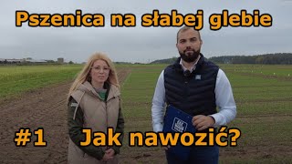 Pszenica na słabej glebie Jak nawozić 1 [upl. by Teevens]