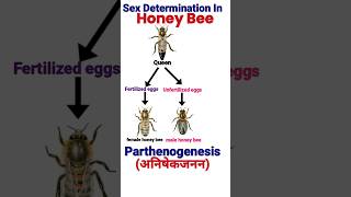 Sex Determination In Honey Bees  Principle Of Inheritance And Variation  Class 12 Biology [upl. by Willtrude538]