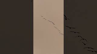 Pink footed geese [upl. by Ttenaej]