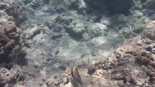 Humuhumunukunukuapuaa Hawaii State Fish in Hanauma Bay [upl. by Akyeluz]