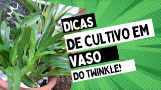 Replante Oncidium Twinkle em Vaso e Dicas de Cultivo [upl. by Burne277]